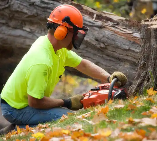 tree services Vanceburg